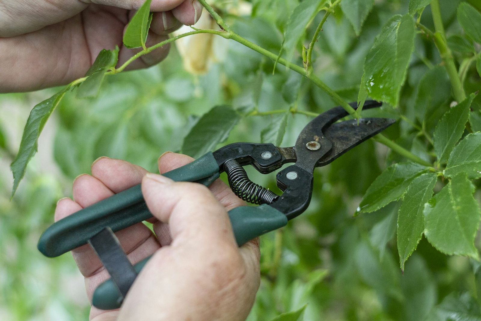 Manos podando una planta con tijeras